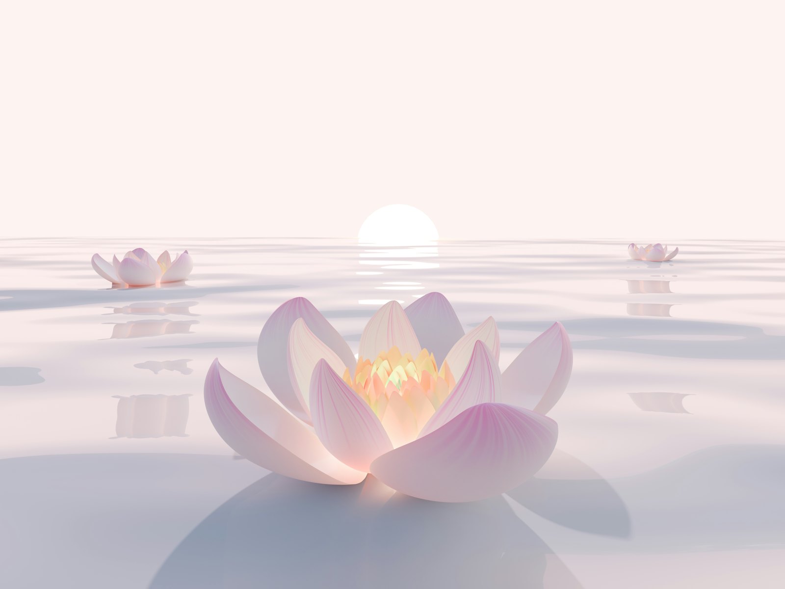 Lotus blossom at sunrise