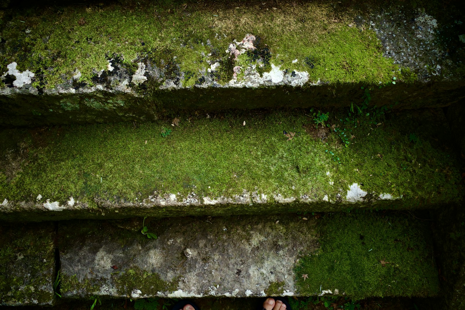 Mossy stone steps — the path of training
